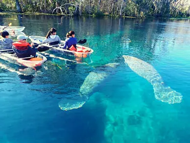 Epic-Paddle-Adventures-Wildlife-Tour-at-Silver-Springs.jpeg The 5 Best Activities to Paddling Spot in USA | Top Review Place in Google Maps